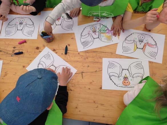 Animation Scolaire Chauve Souris Auvergne