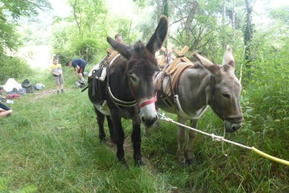 Escap'anes Bionheur en Herbe