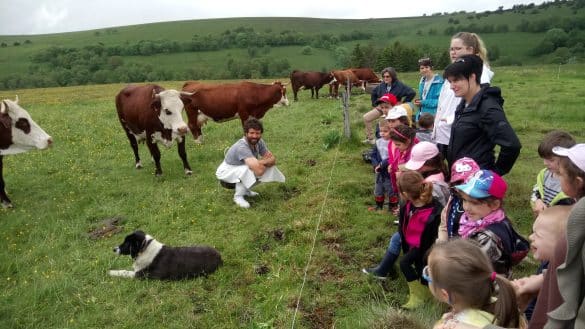 vaches Parc Naturel Regional du Livradois Forez